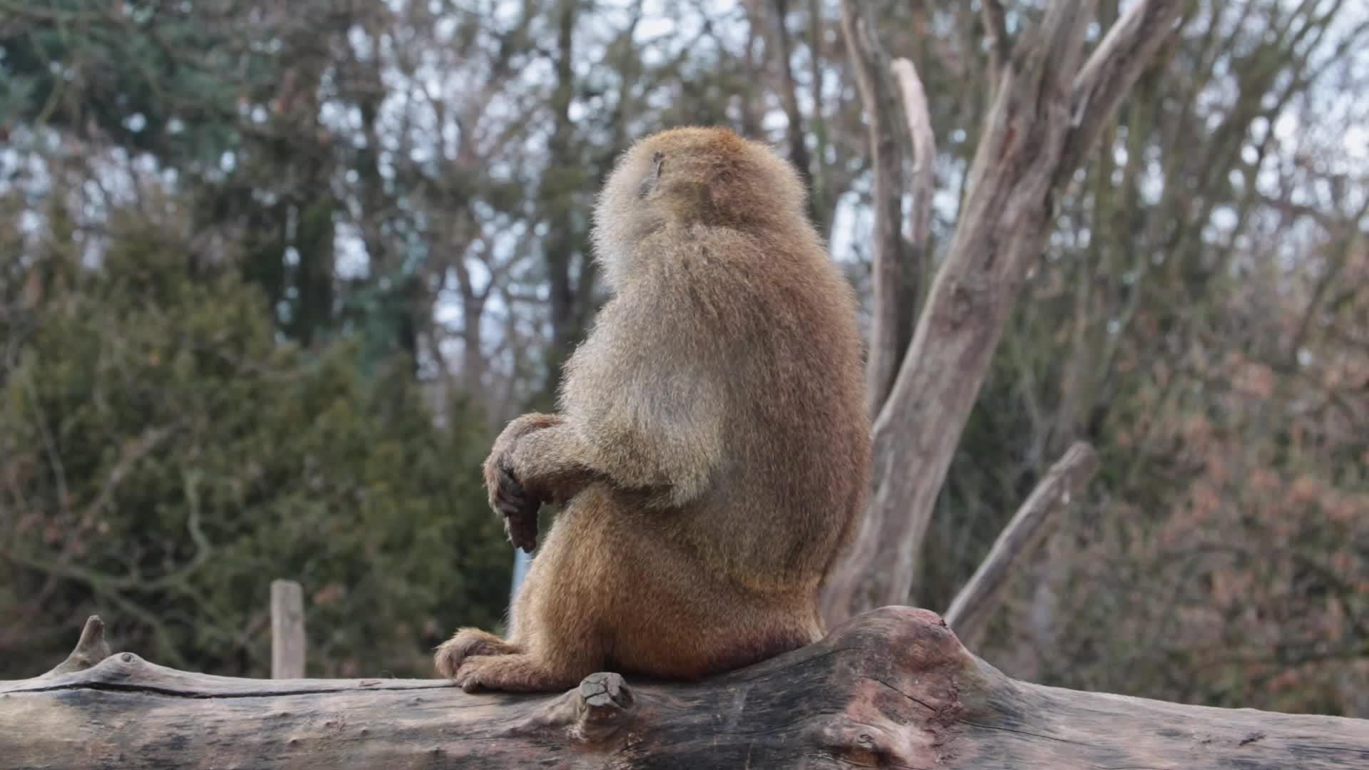 一只猴子坐在树干上环顾四周视频的预览图
