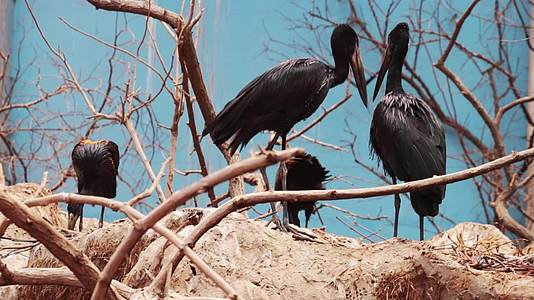 从大黑鸟的视线来看它们用嘴尖互相抓视频的预览图