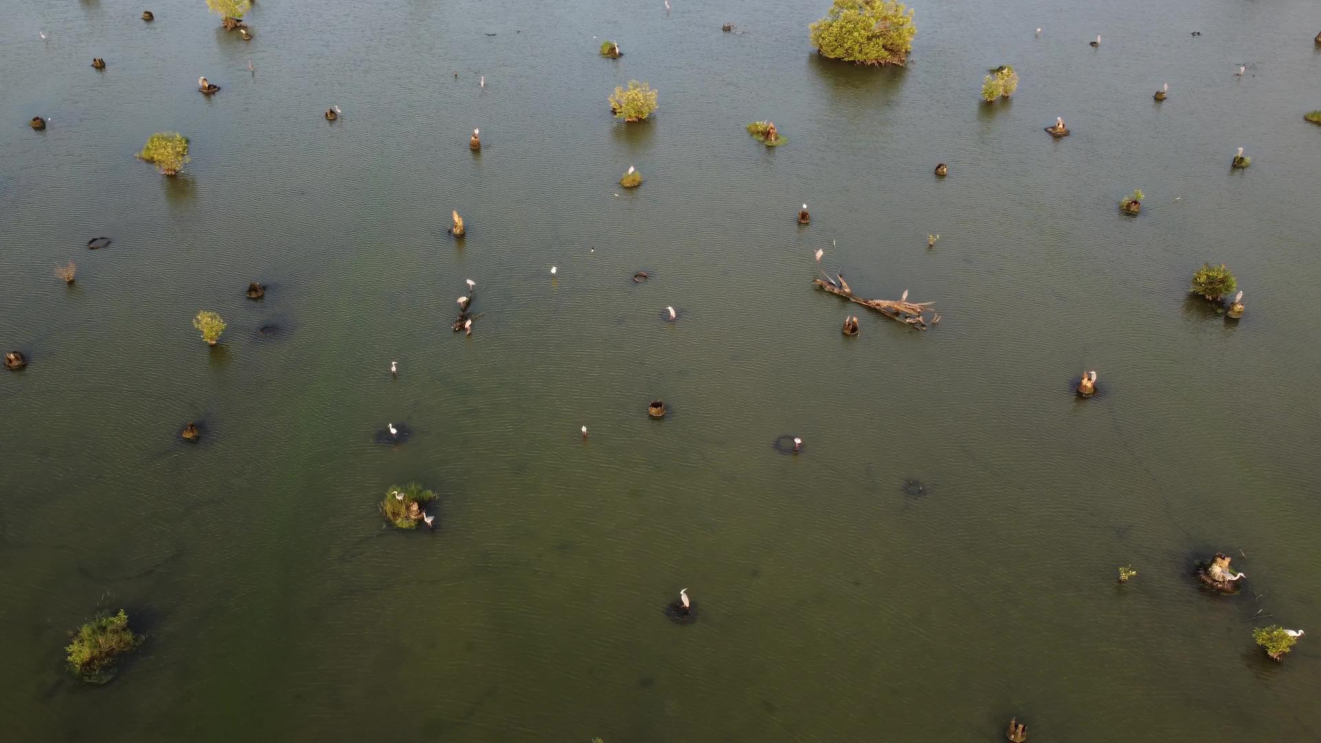 沼泽地区的鸟类栖息地视频的预览图