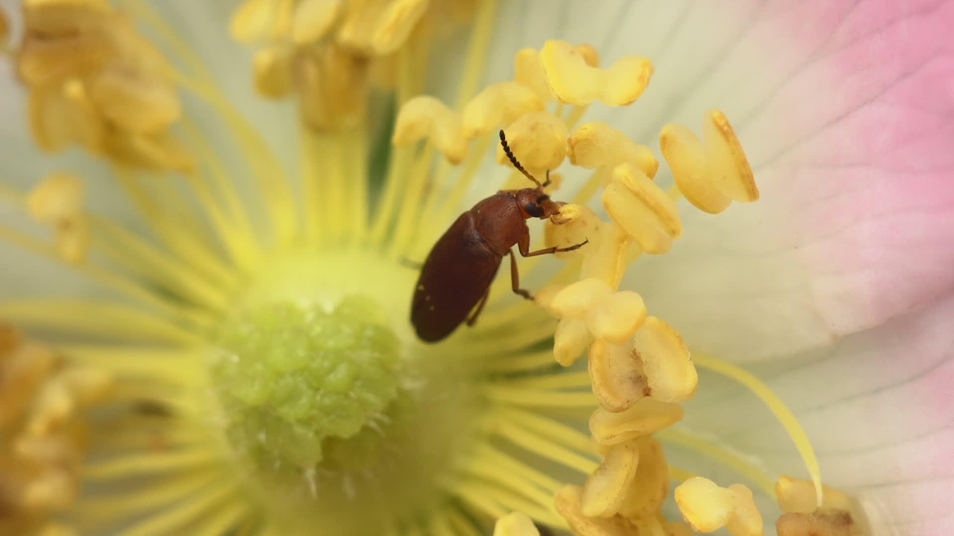 花狗玫瑰中的甲虫视频的预览图