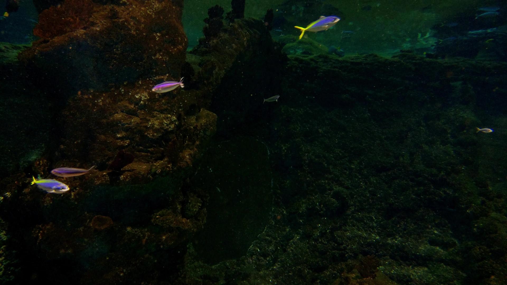 五颜六色的鱼在水族馆里游泳视频的预览图