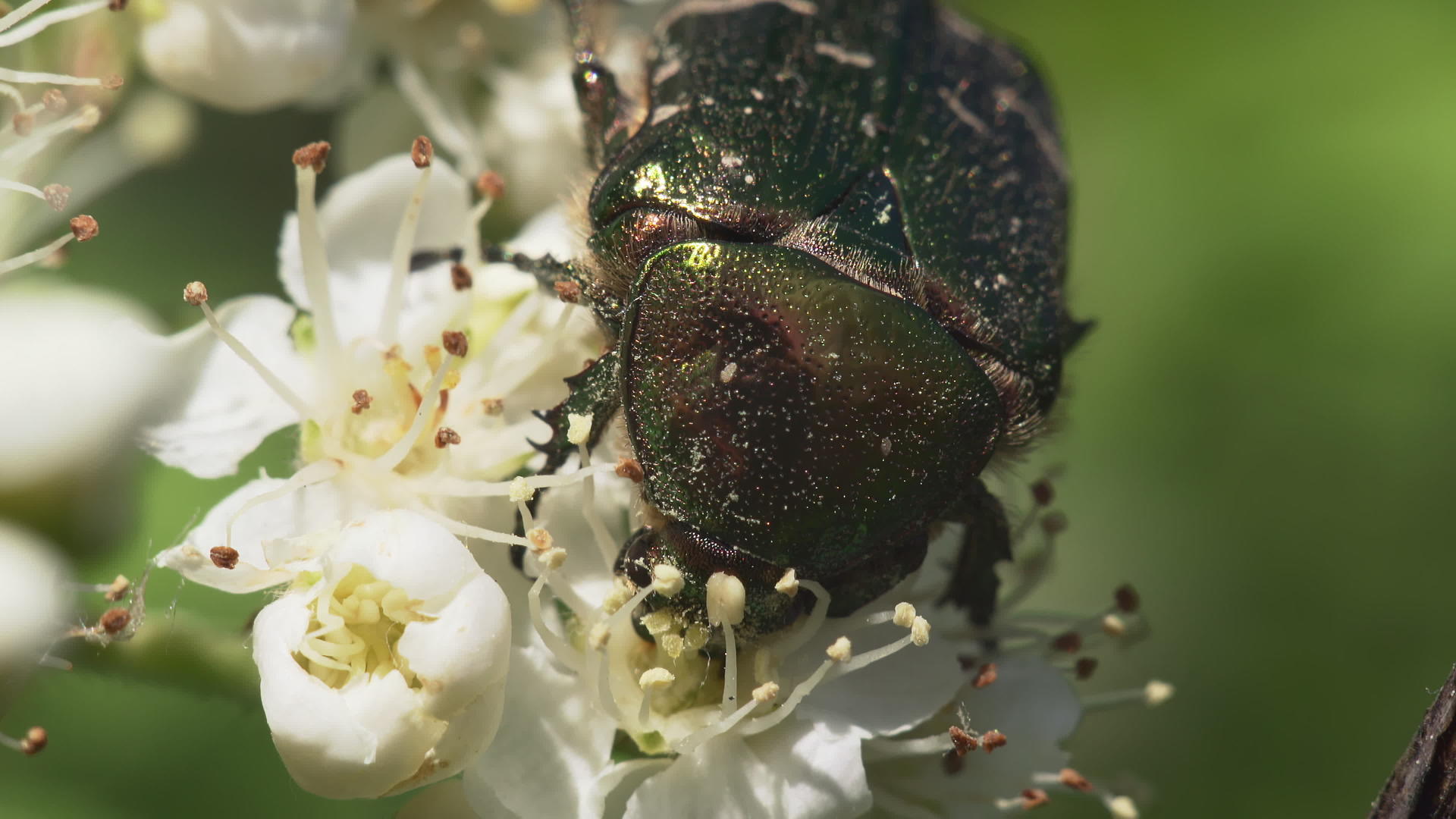 白花上闪亮的甲虫视频的预览图