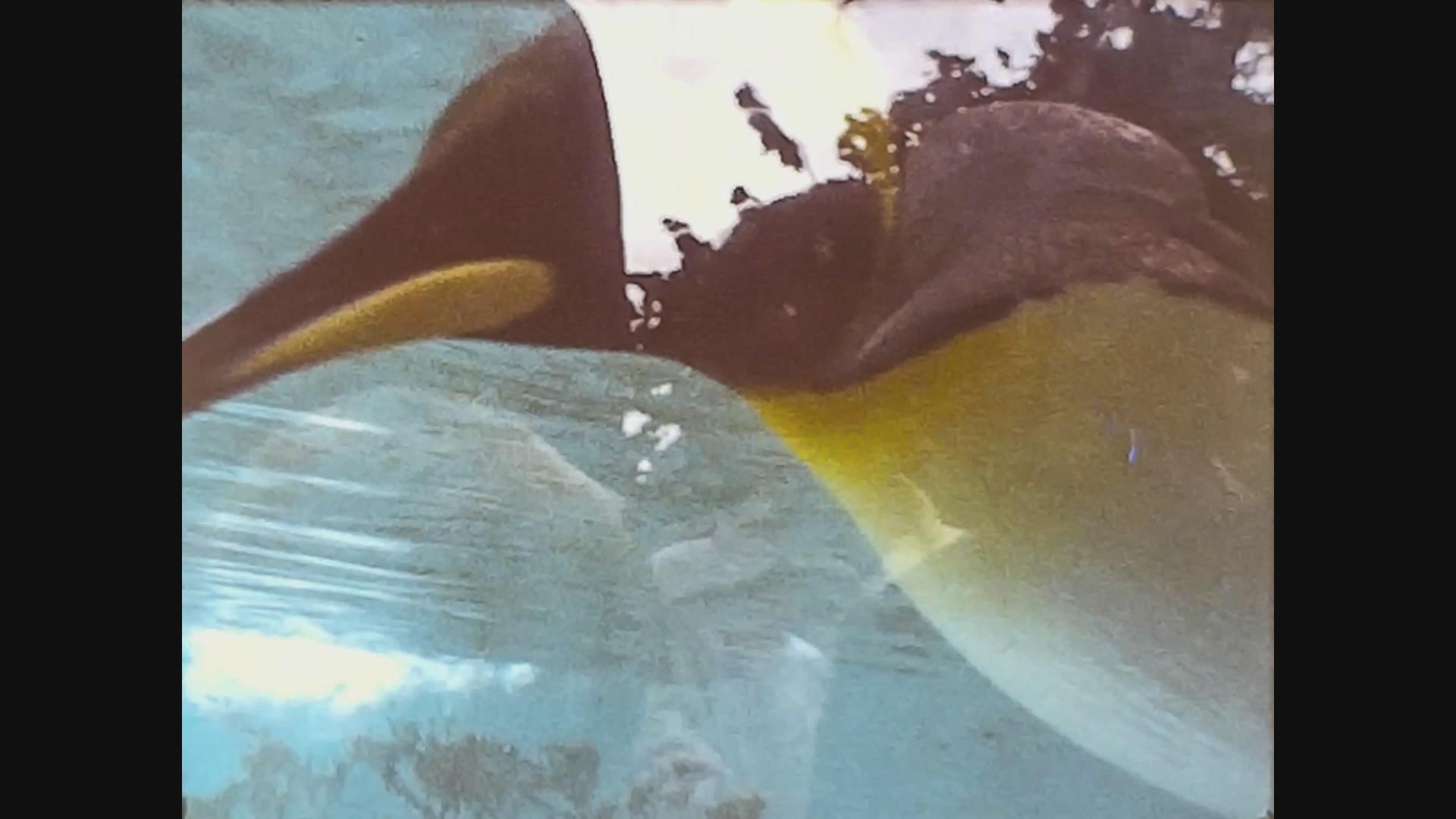 1969年企鹅在水中游泳视频的预览图