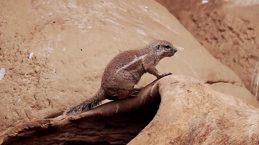 一只地鼠坐在岩石上紧紧地跑开了视频的预览图