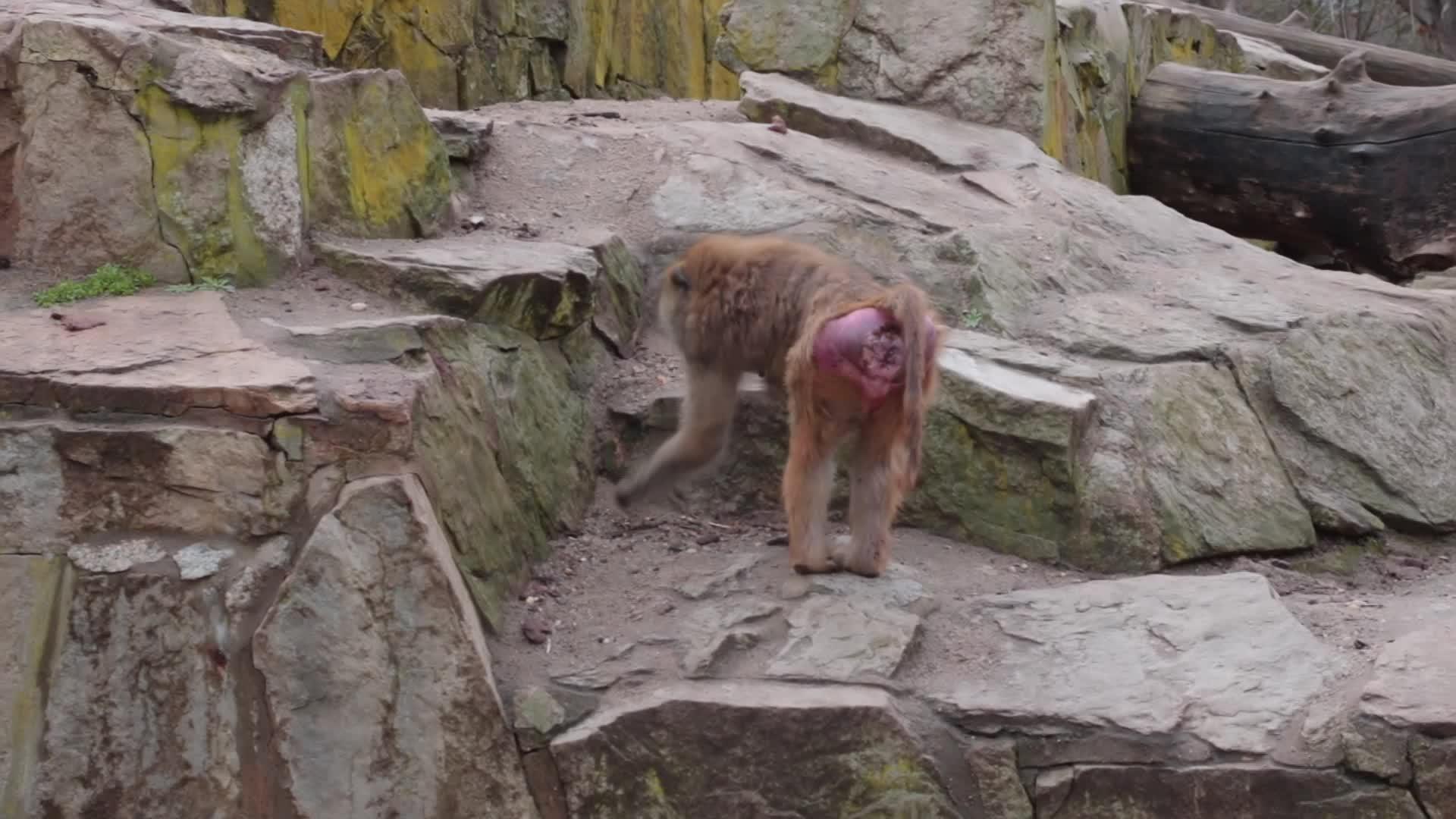 一只猴子在地上寻找密封的食物视频的预览图