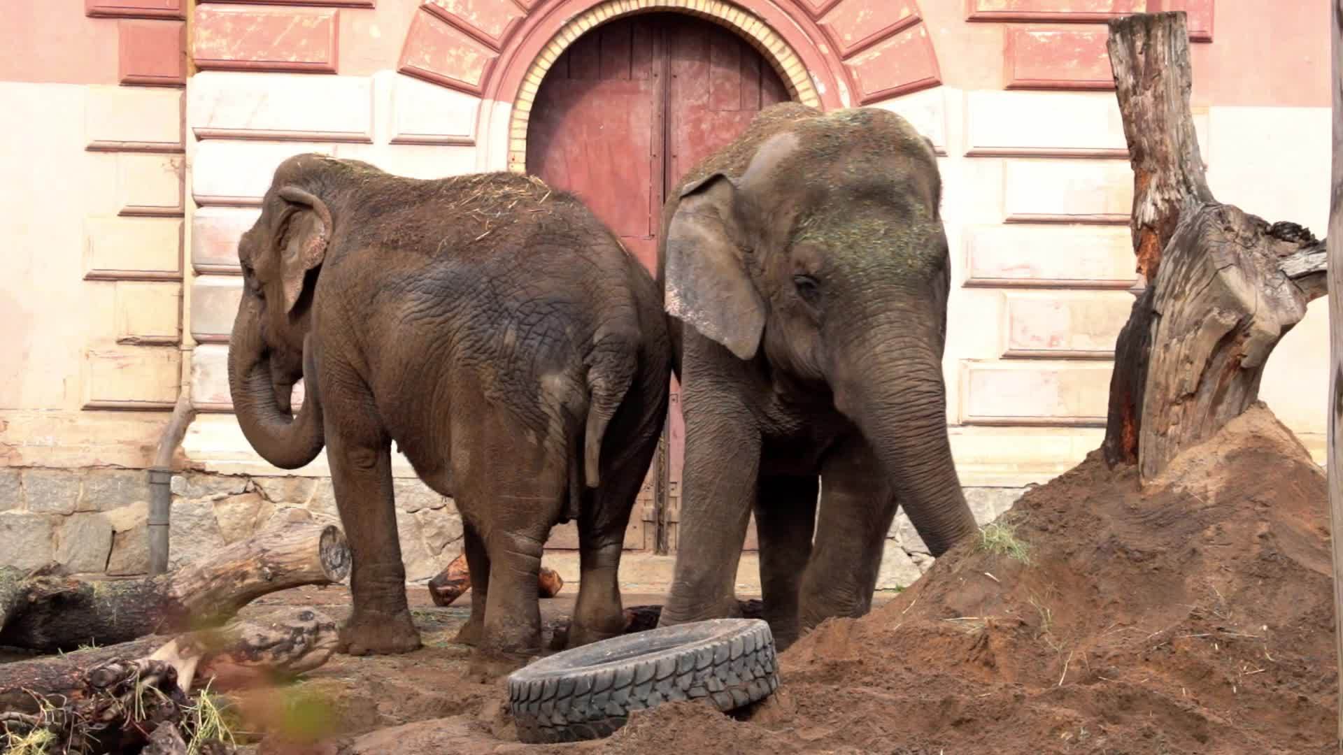 两头大象站在公园里站在一起视频的预览图