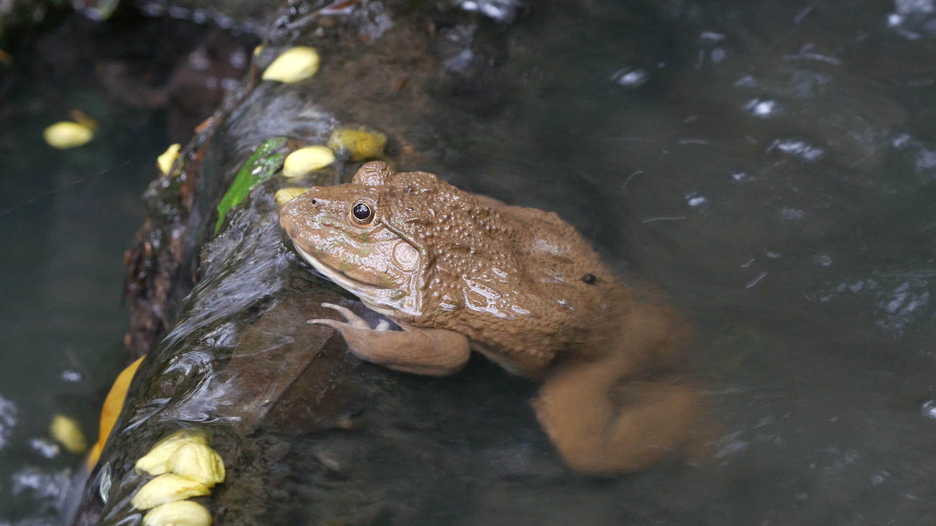 青蛙在水中视频的预览图