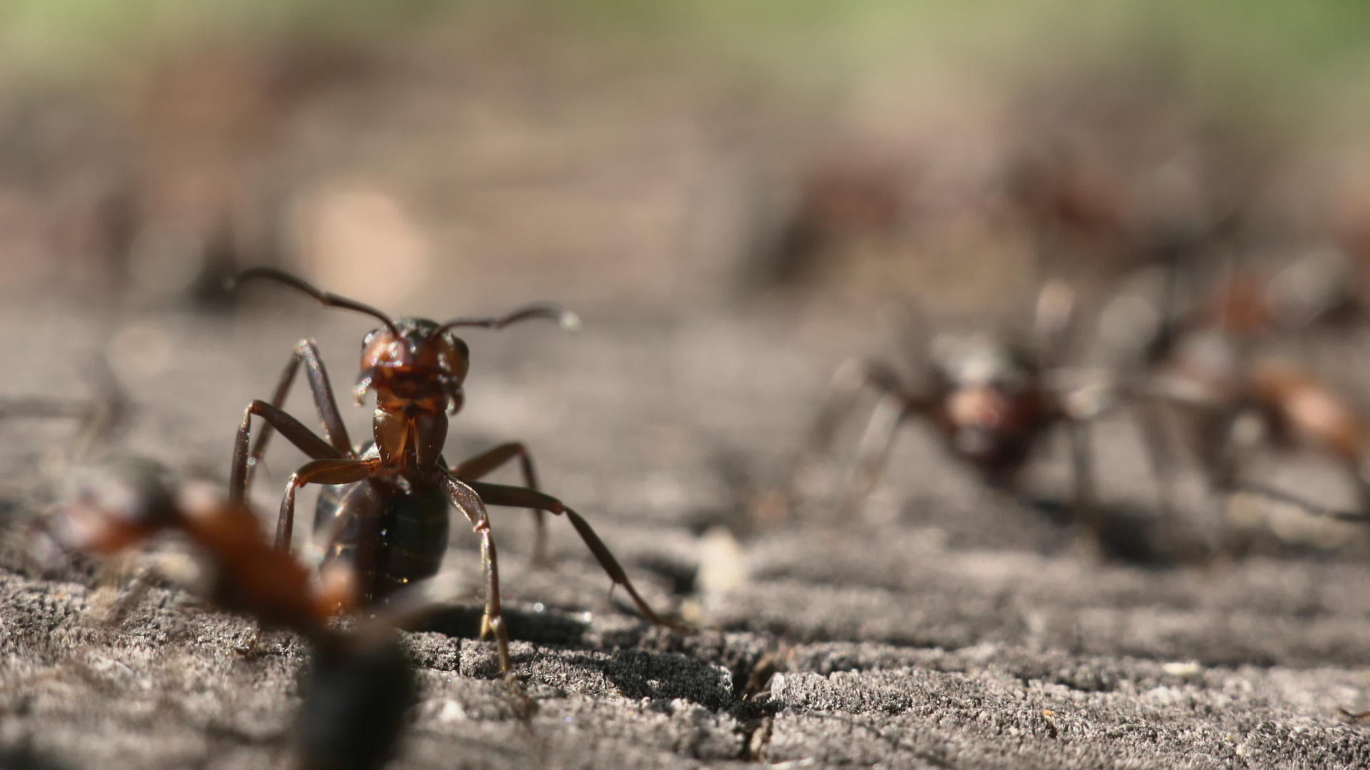 木材蚂蚁视频的预览图