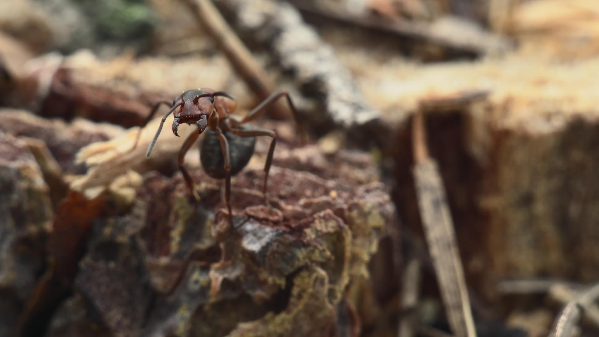 红木蚂蚁视频的预览图