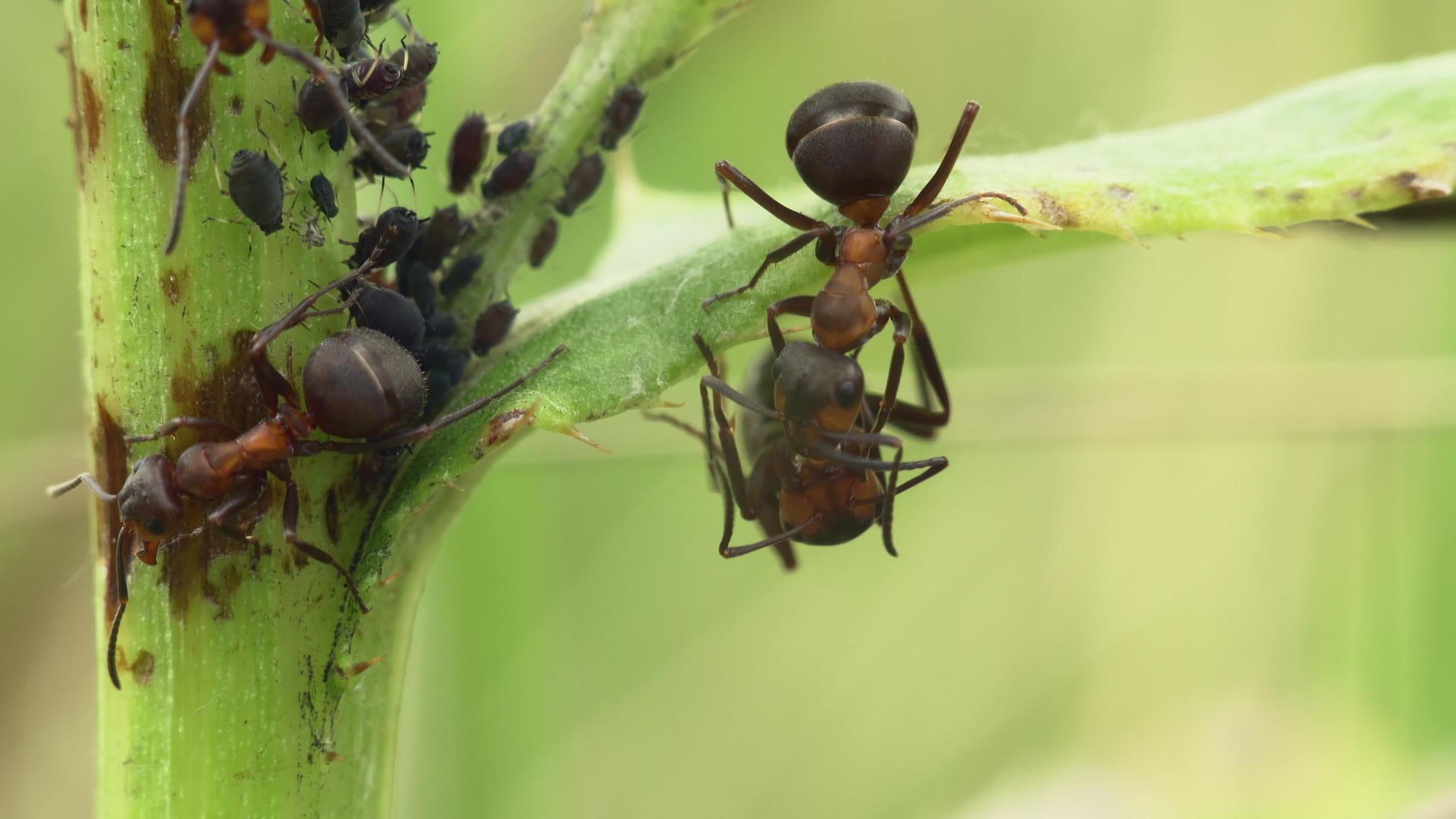 红木蚂蚁和昆虫视频的预览图