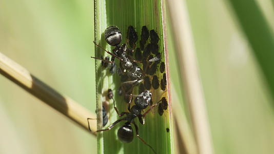 草原上的蚂蚁和昆虫视频的预览图