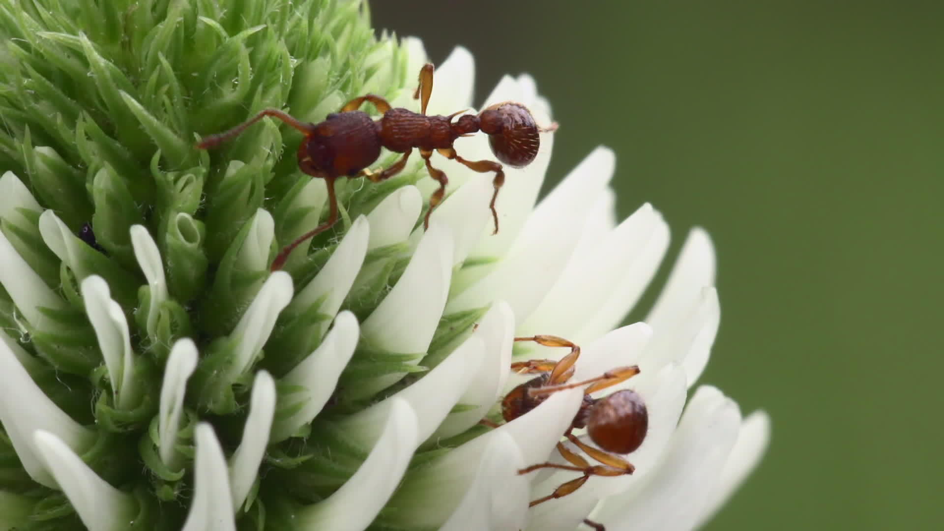 白花上的蚂蚁视频的预览图