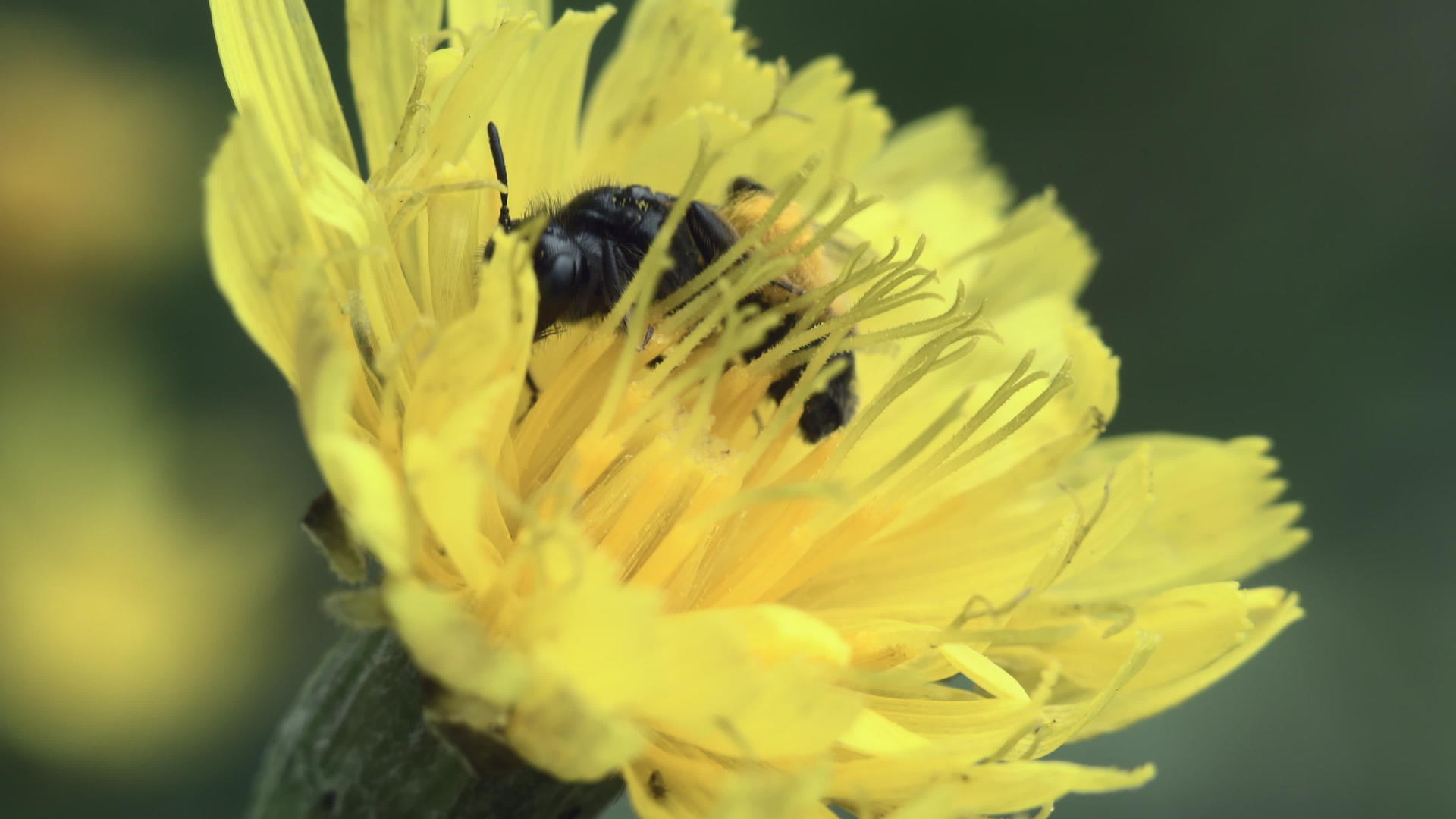 黄花蜜蜂视频的预览图