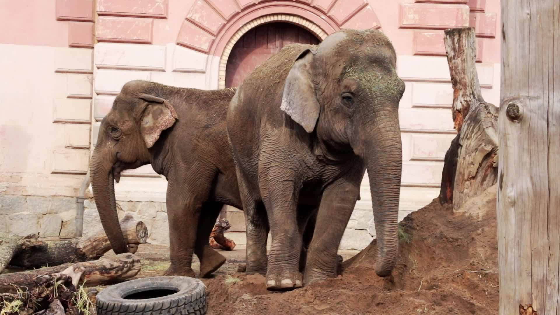 公园里的两头大象视频的预览图