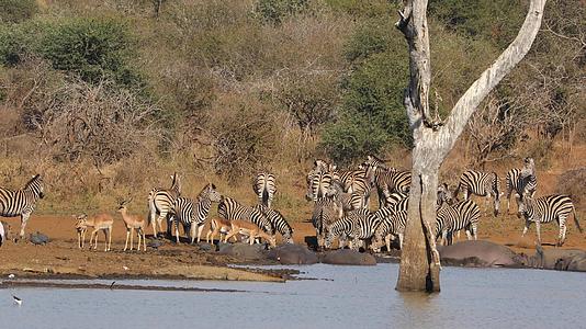 非洲野生动物克鲁杰国家公园视频的预览图