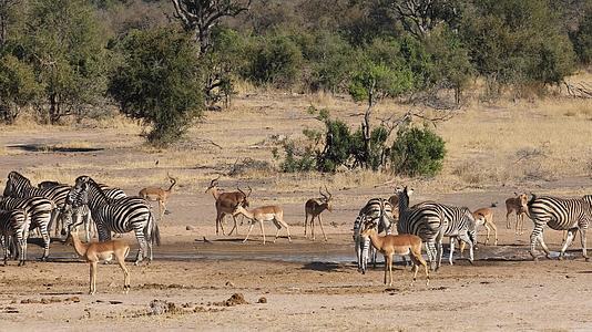 斑马和美洲豹羚羊Kruger国家公园视频的预览图