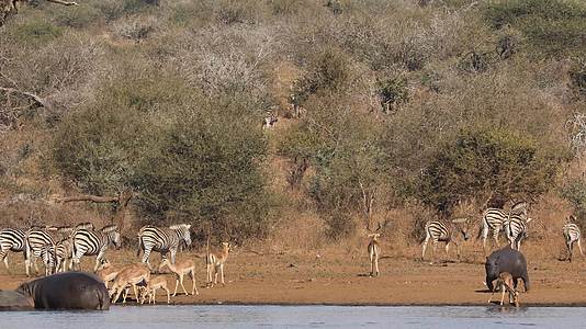 非洲野生动物克鲁杰国家公园视频的预览图