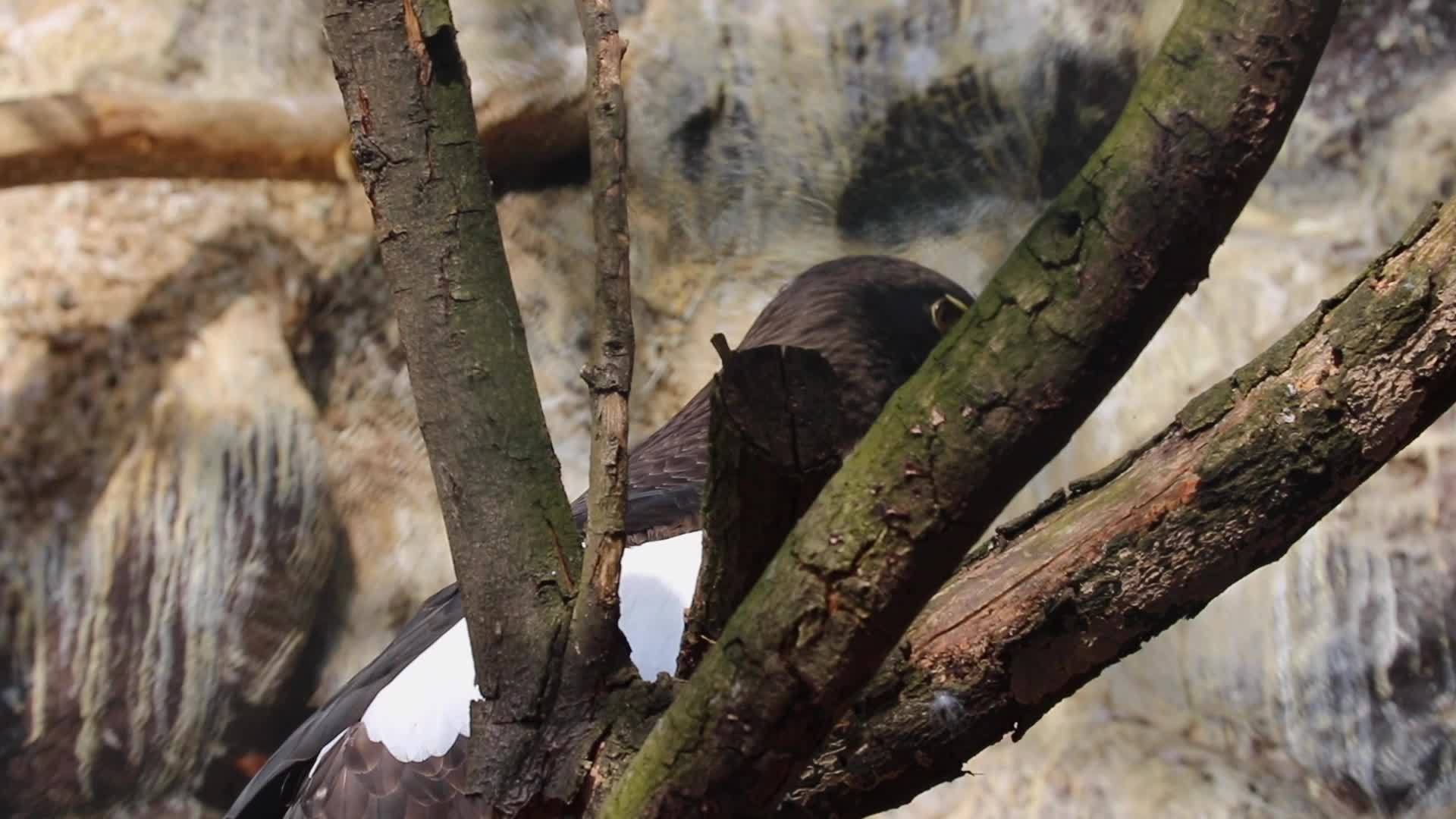 一只老鹰坐在树上缝合视频的预览图