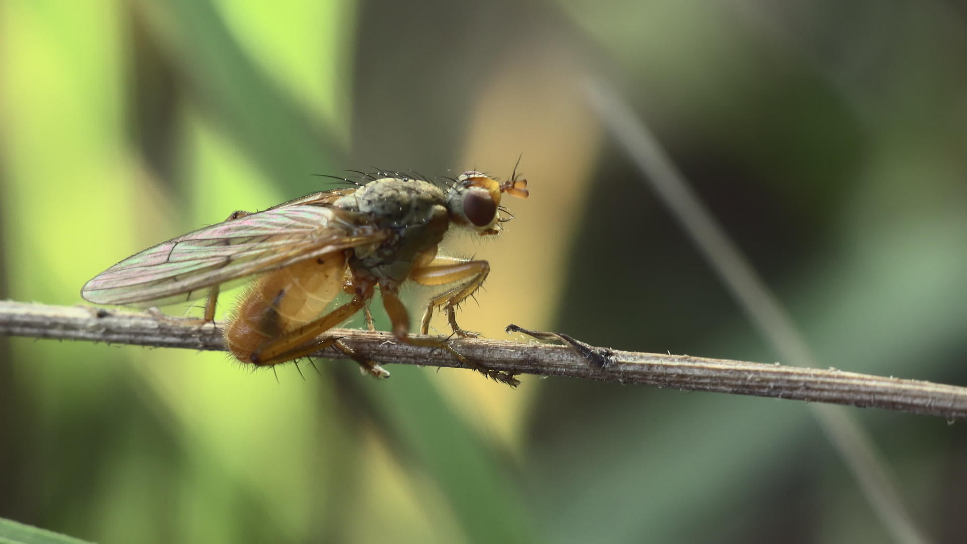 干植物干燥上的浮油苍蝇视频的预览图