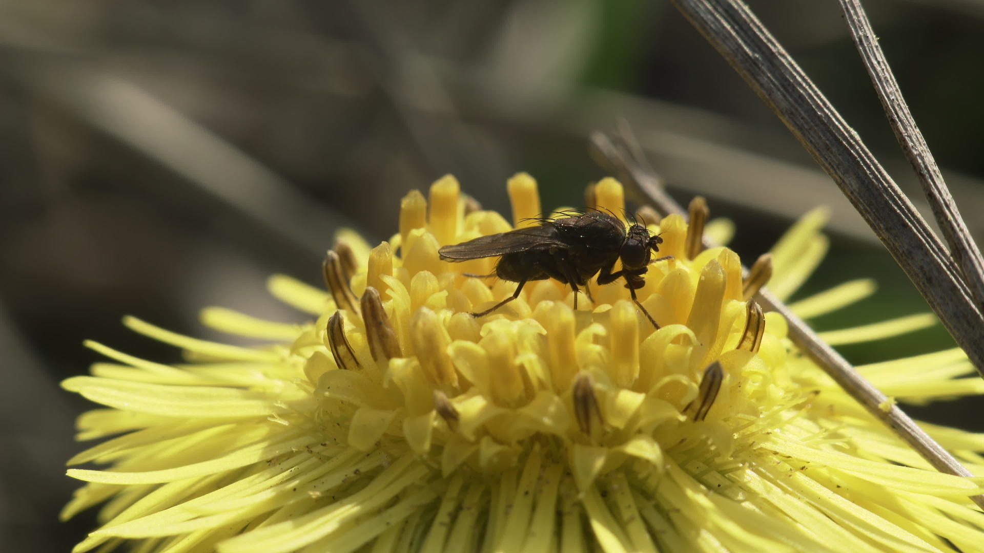 黄花上的昆虫视频的预览图