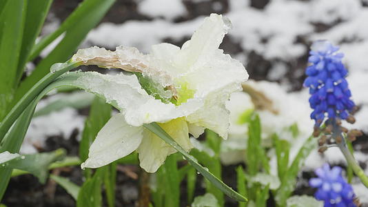 雪覆盖着自恋的花朵视频的预览图