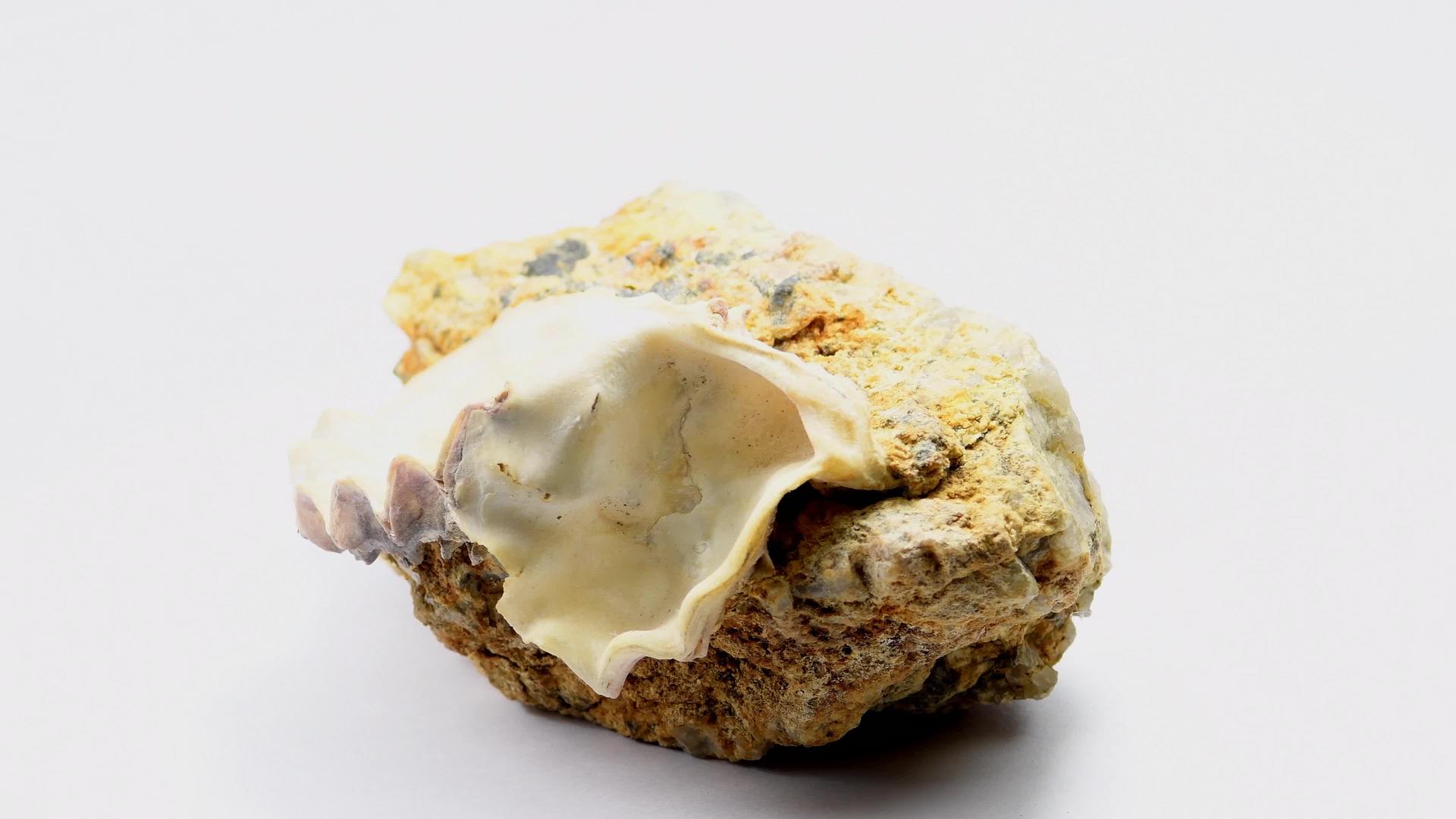 野生牡蛎壳在岩石上视频的预览图