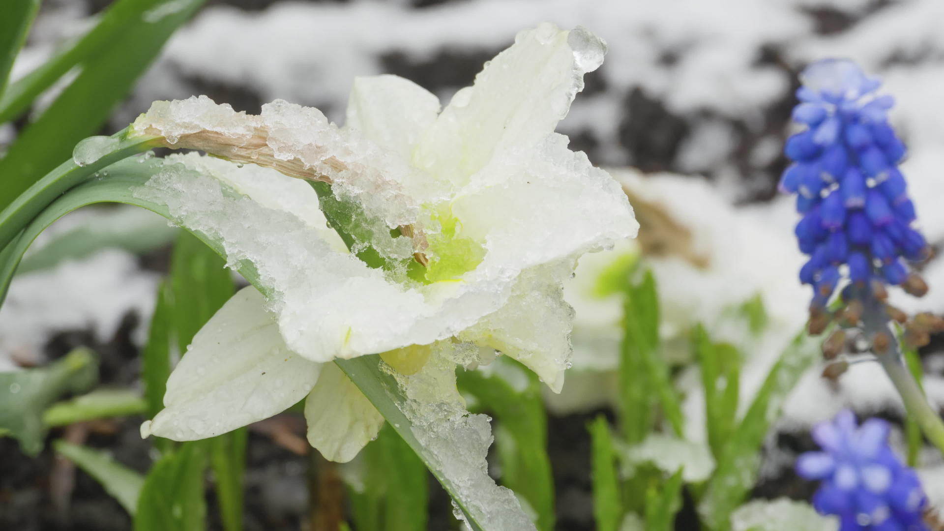 雪下自恋花朵视频的预览图