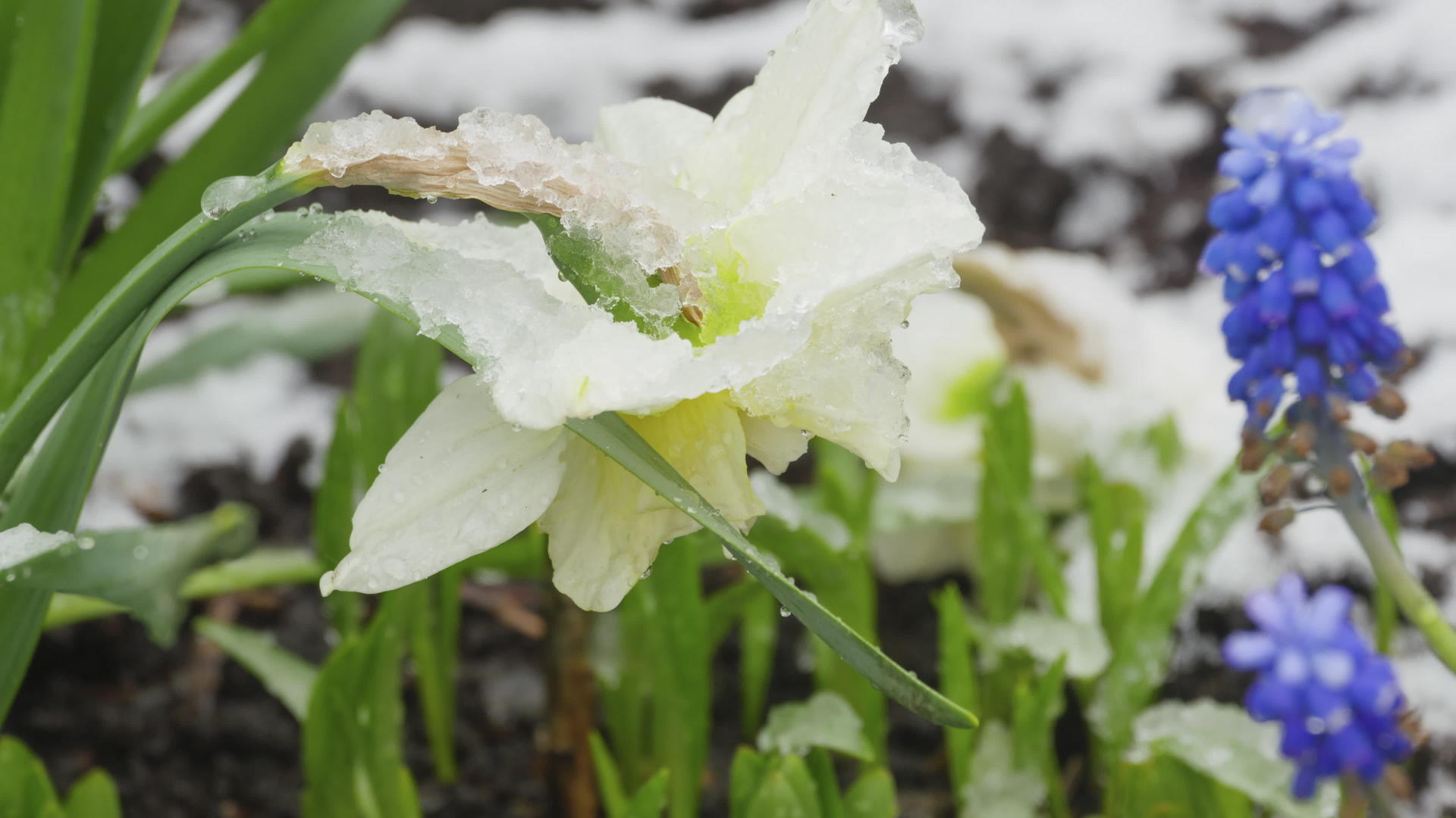 雪下自恋花朵视频的预览图