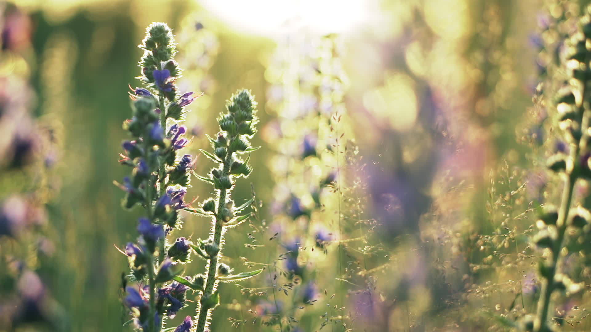 盛开的蓝草植物是粗俗的视频的预览图