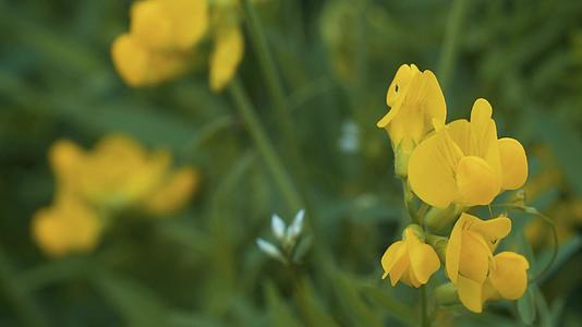 草地上的黄黄野花视频的预览图