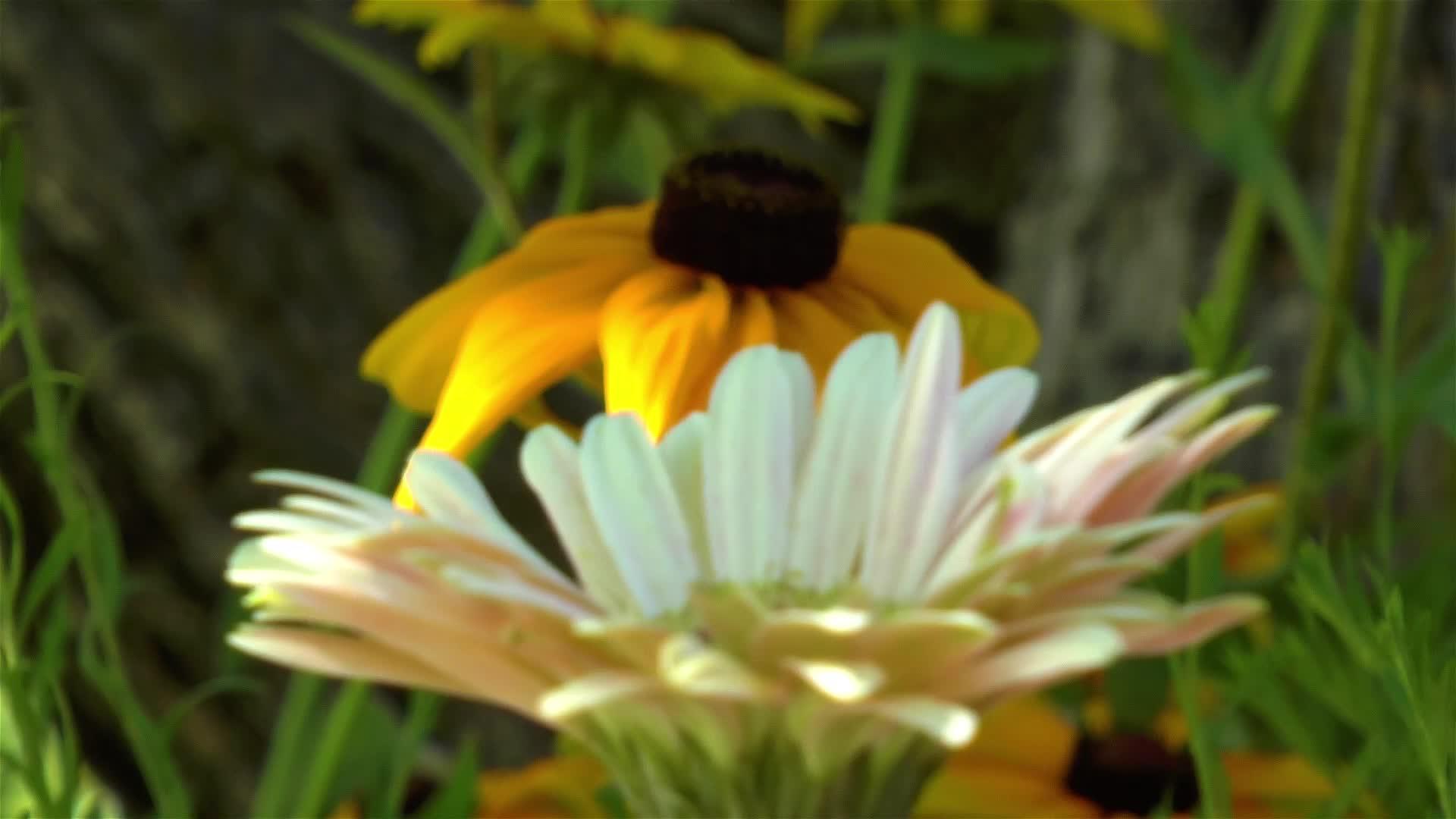 近距离观察露天黑眼苏珊花和奶油雪贝拉菊花视频的预览图