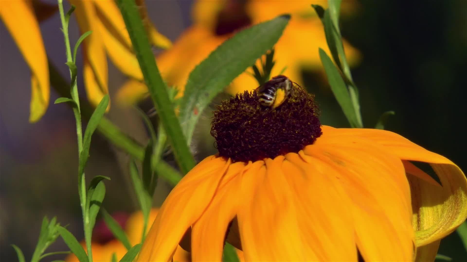 仔细观察鲁德贝基亚的蜜蜂Hirta黑眼苏珊视频的预览图