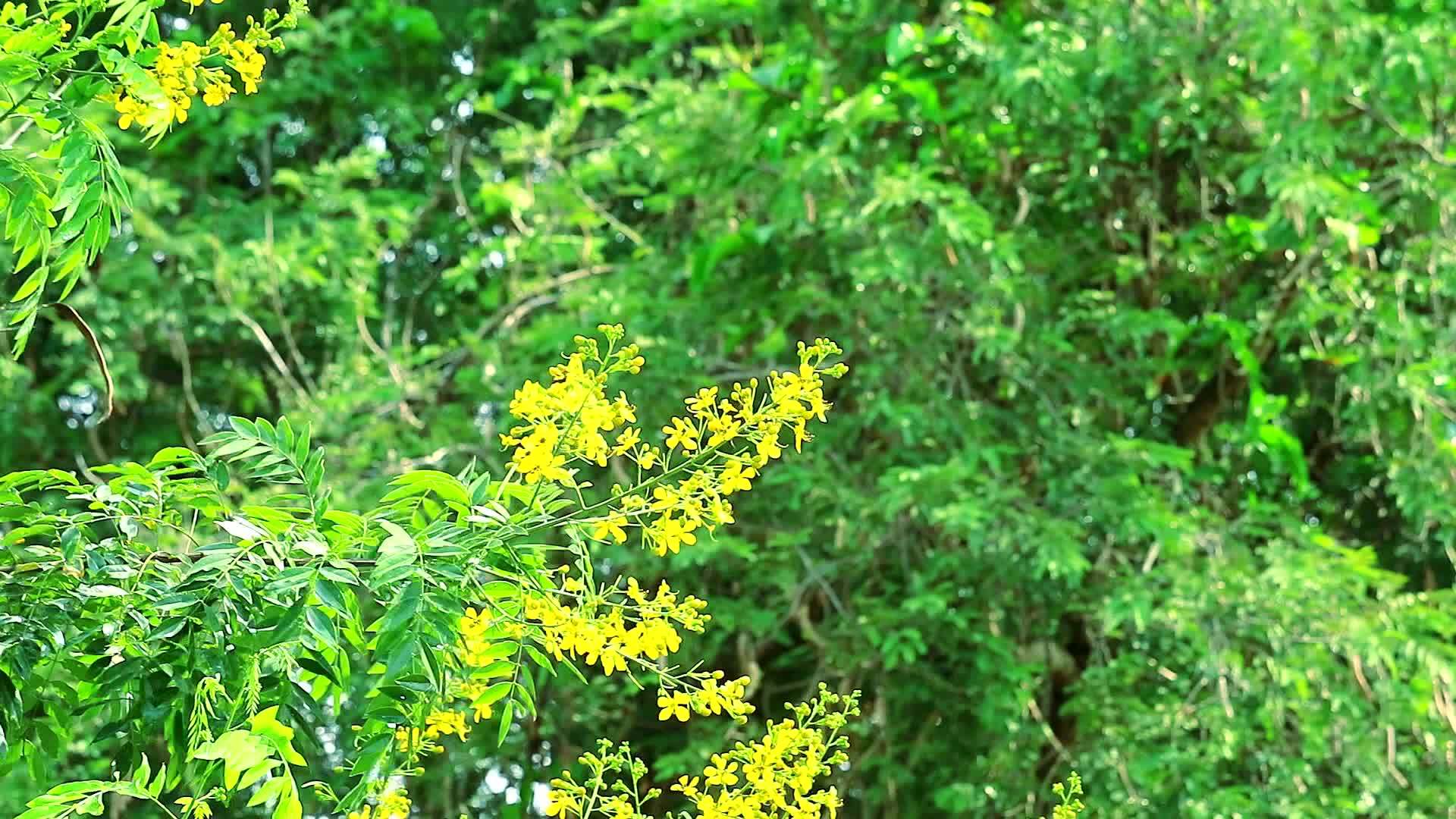 黄色的花束和蓝绿色的叶子种植在树上视频的预览图