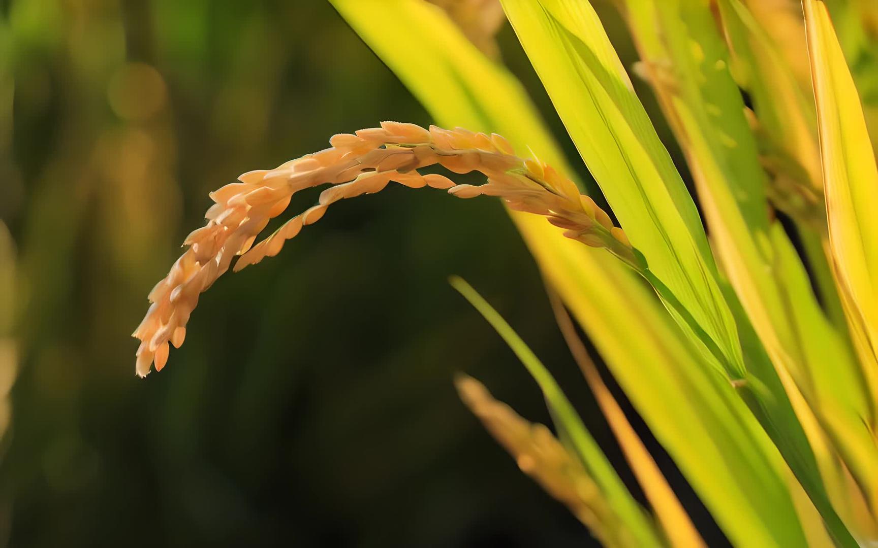 芒季水稻视频的预览图