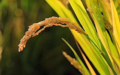 芒季水稻视频的预览图