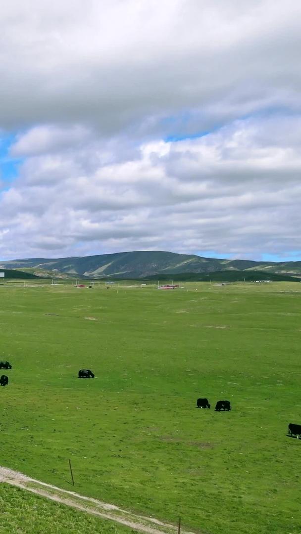 航拍青海山丘草原牛羊西北风景视频的预览图