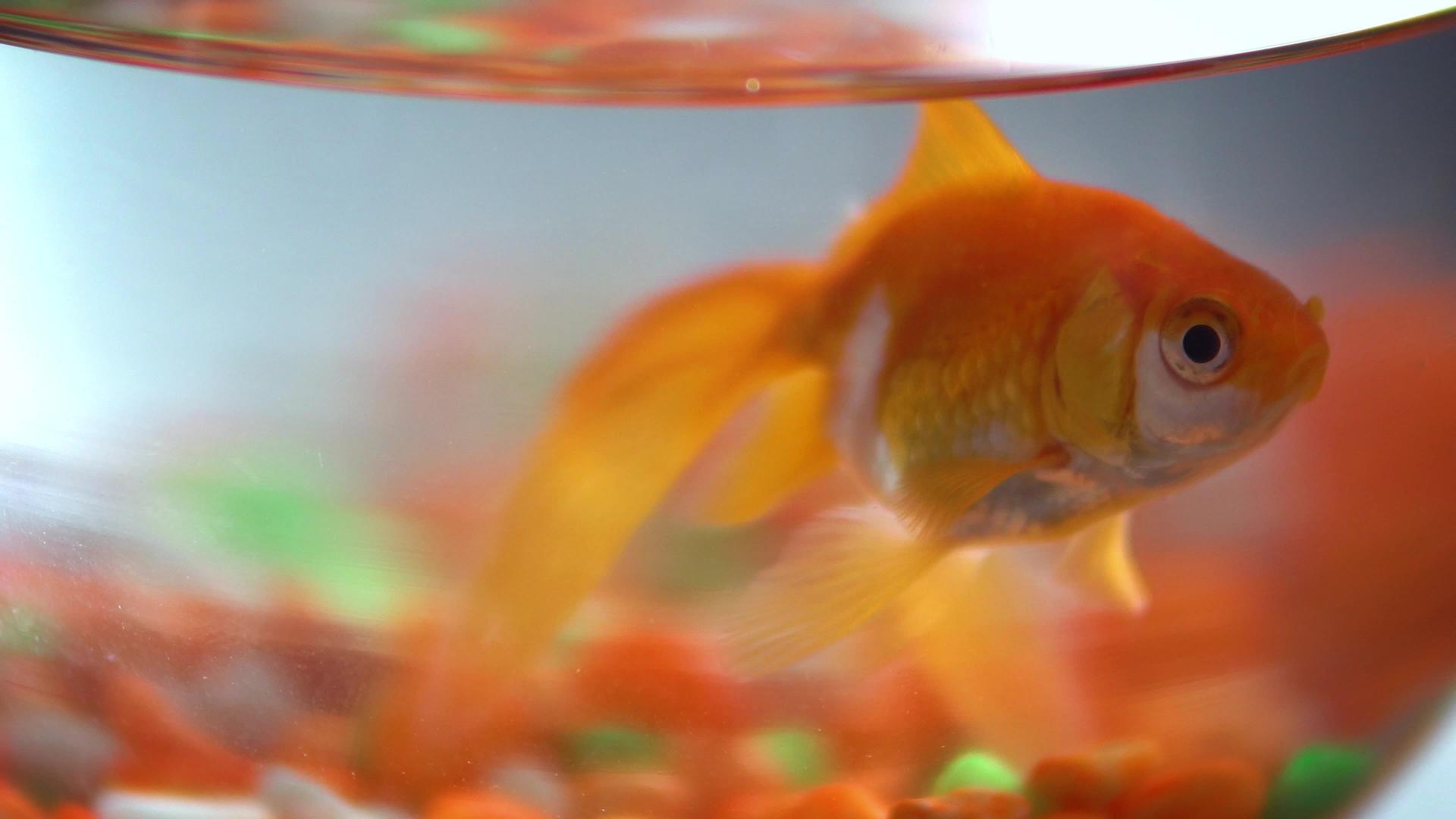 在鱼卵中游泳的金鱼有选择性的焦点视频的预览图