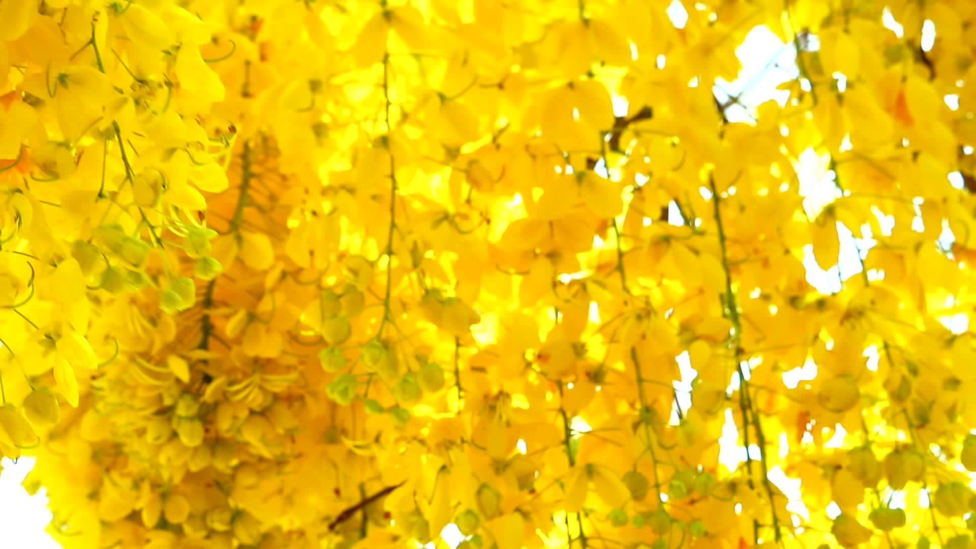 黄色淋浴或剖腹产阴道瘘黄花在花园开花1视频的预览图