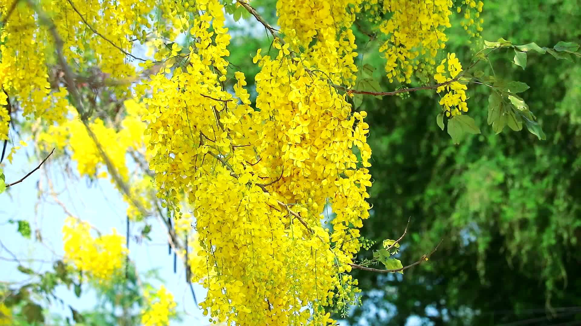 黄色淋浴或剖腹产阴道瘘花束在花园里开花视频的预览图