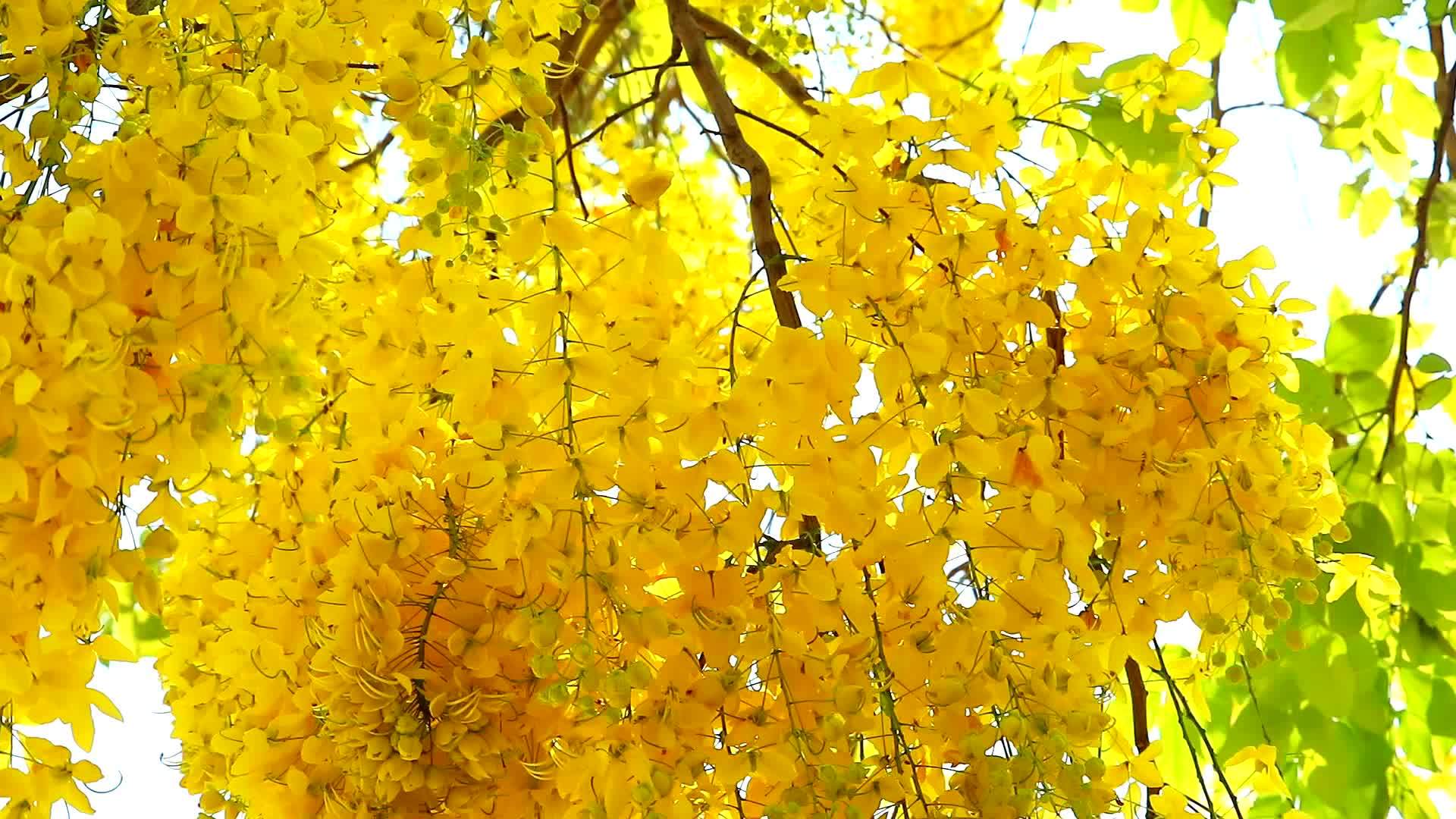 金色淋浴或剖腹产的瘘管花束在花园里开花视频的预览图