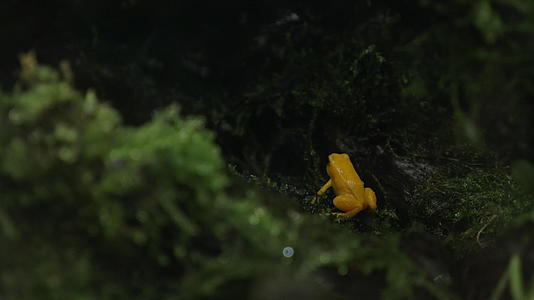 金毒金毒青蛙视频的预览图