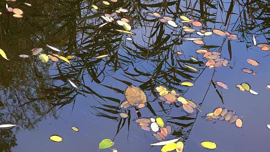 秋天黄叶落在一个小淡水湖的水面上视频的预览图