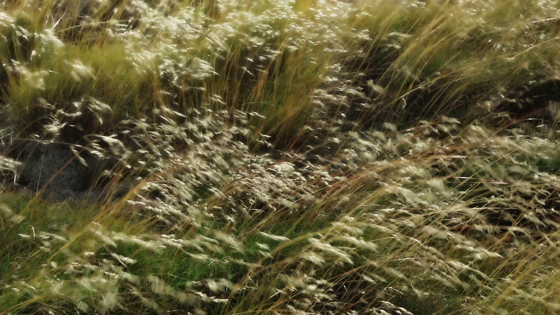 金草在风中飘动视频的预览图