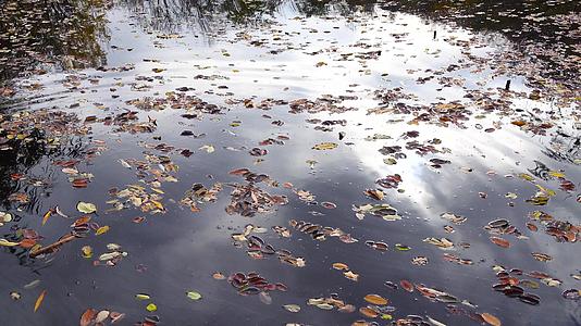 秋天黄叶落在一个小淡水湖的水面上视频的预览图