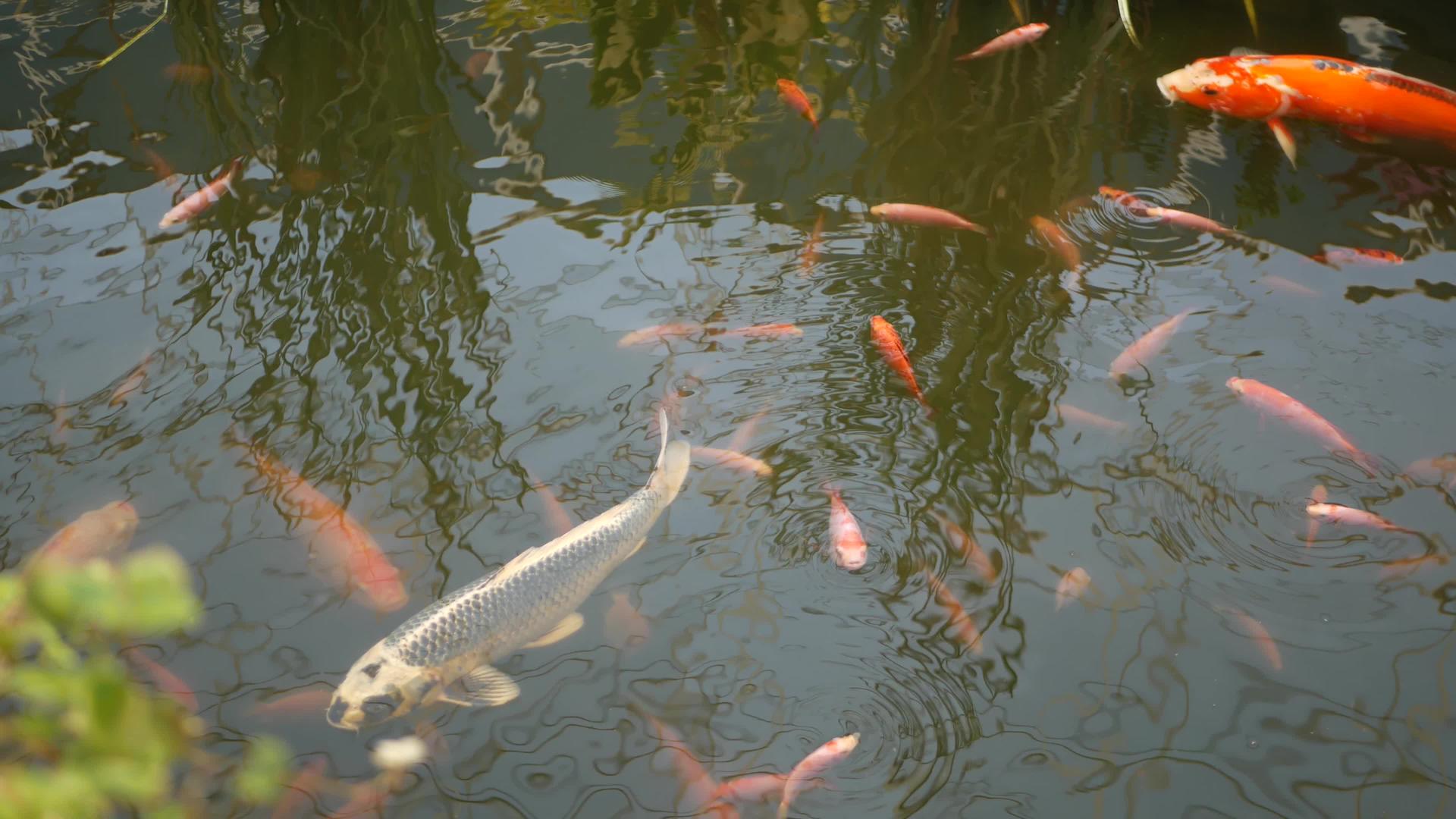 在传统的花园湖或池塘中具有鲜艳自然绿化背景的日本锦鲤鱼视频的预览图