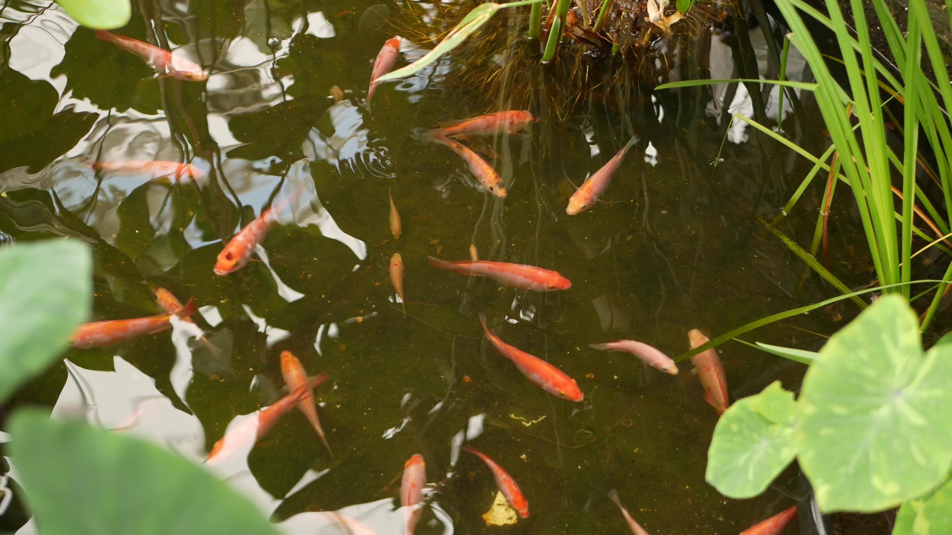 在传统的花园湖或池塘中具有鲜艳自然绿化背景的日本锦鲤鱼视频的预览图