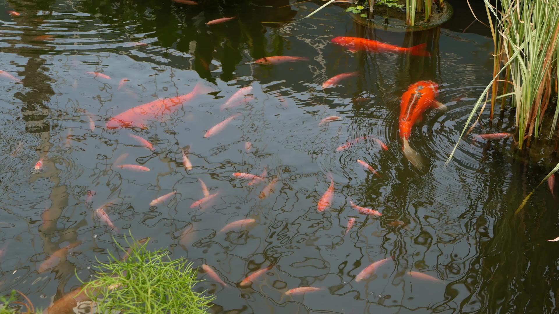 在传统的花园湖或池塘中具有鲜艳自然绿化背景的日本锦鲤鱼视频的预览图