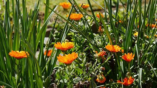 夏花园里的花朵calendulaofficinalis视频的预览图