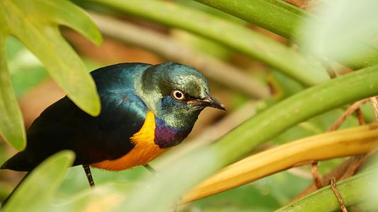 在热带雨林中非洲野生鸟类的异国情调是绿色的视频的预览图