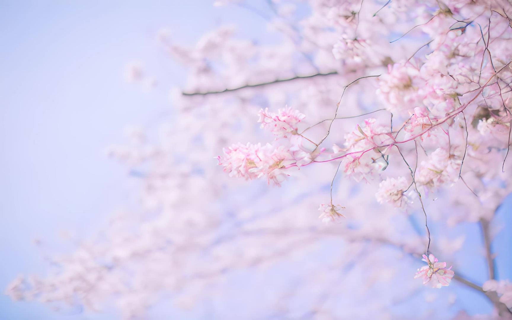 樱花视频的预览图